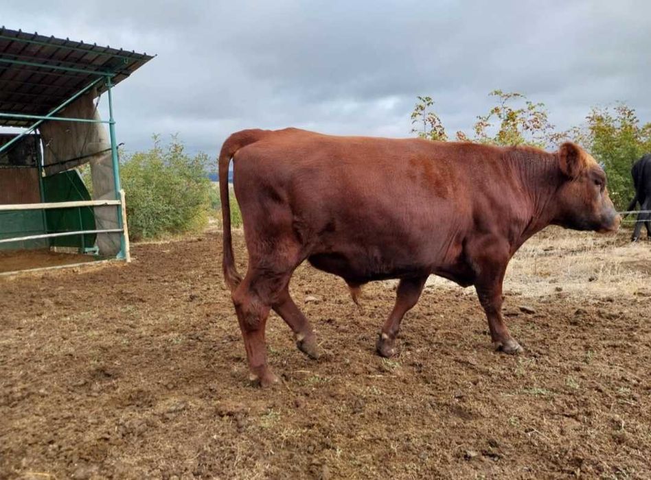 Продавам угоени мъжки телета на живо тегло 6лв/кг