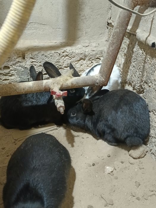 Кролик қояндар көжек