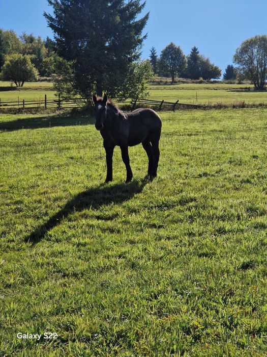 Manza grea sange rece de 6 luni