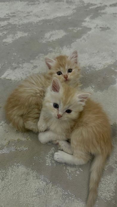 котята 1 месяц метисы