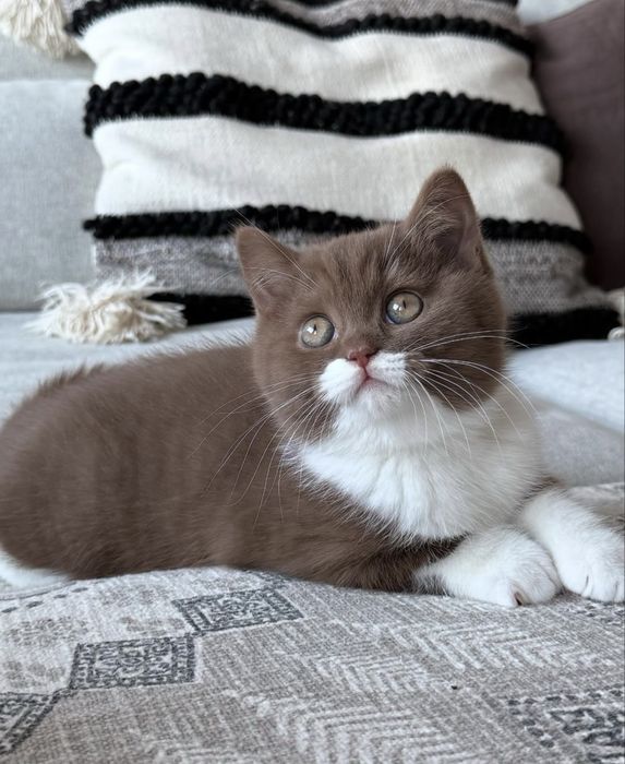 Котята Британские Короткошерстные