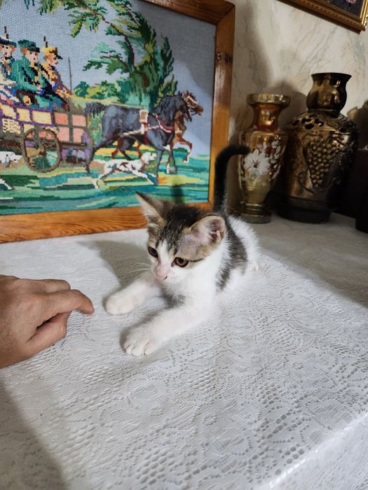 Котёнок мальчик,  очень ласковый отдаю в добрые руки