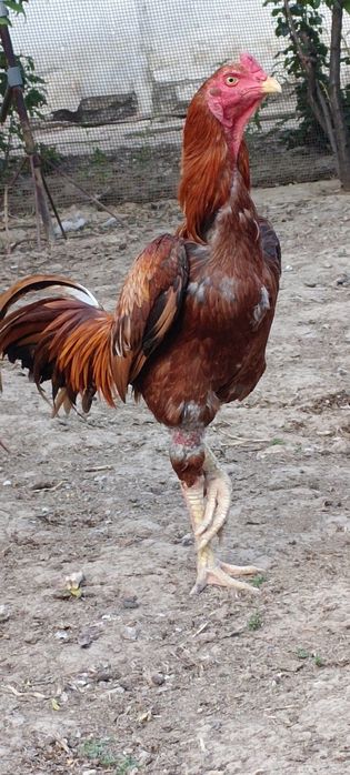 Продам бойцов ого петуха