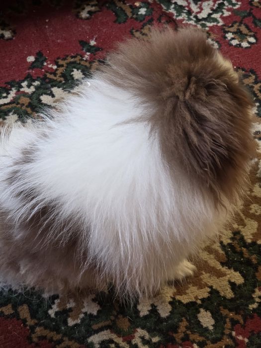 Собака.щенок 4 месяца. Мальчик.