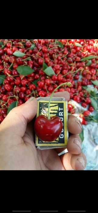 Mevali gilos koʻchatlari