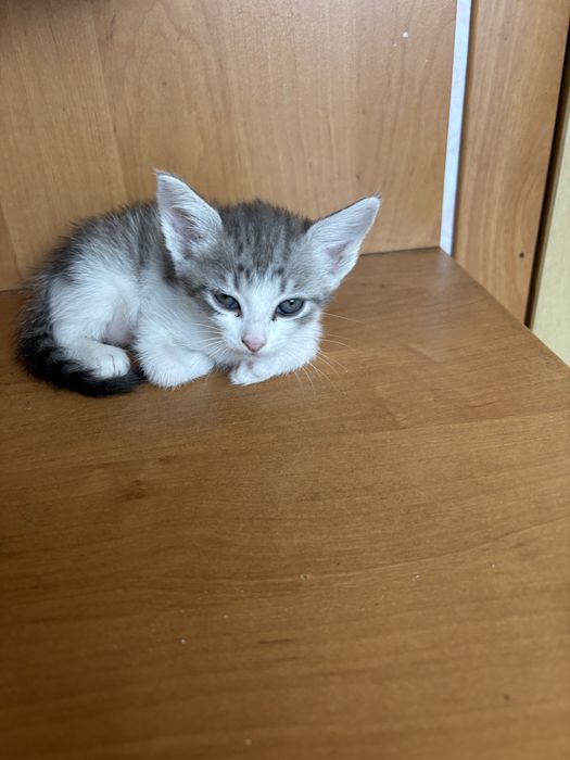 Отдам бесплатно котят