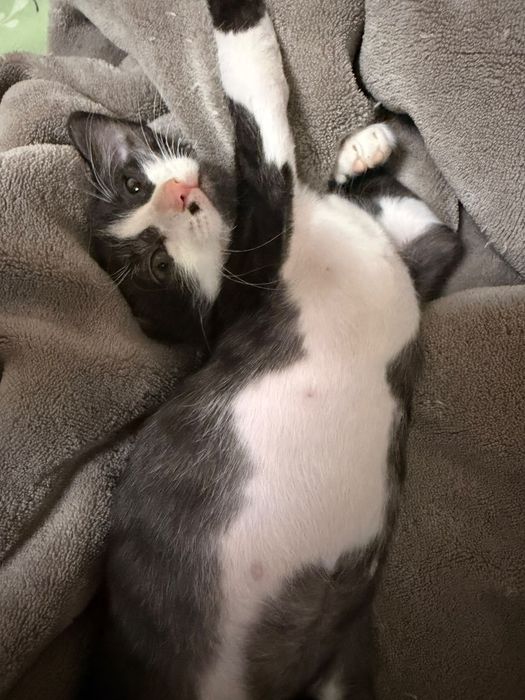 Adoptie pui de pisica