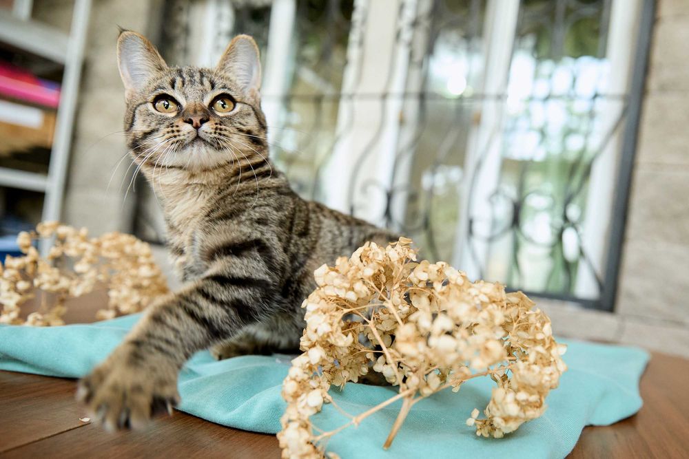 Миниатюрная кошечка, 1  год 3 месяца, девочка