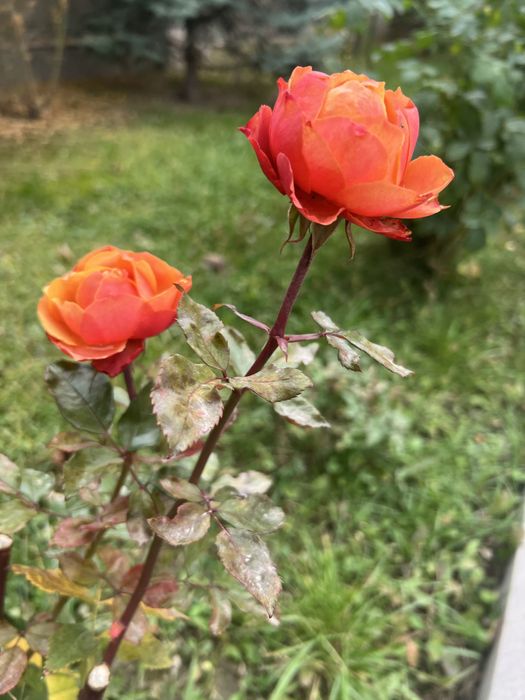 Нарядное платье для девочки
