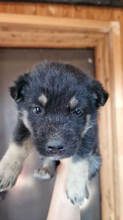 Отдам щенков в хорошие руки .