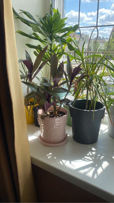 самые красивые комнатные цветы