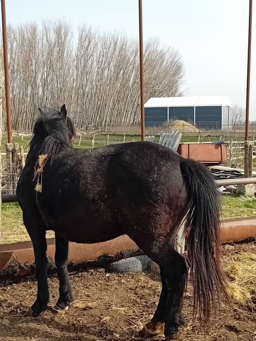 Armăsar metis de Lipitan + o iapa gestanta în 7 luni