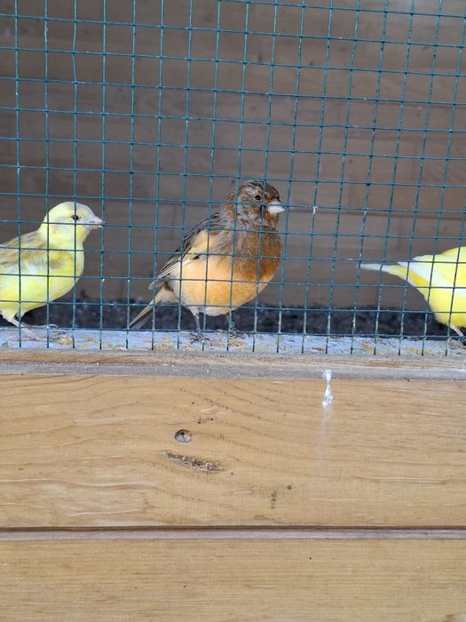 Canari de cântec