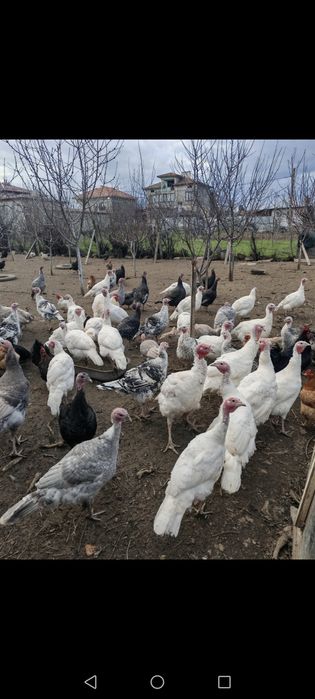 Оплодени яйца и пуйки