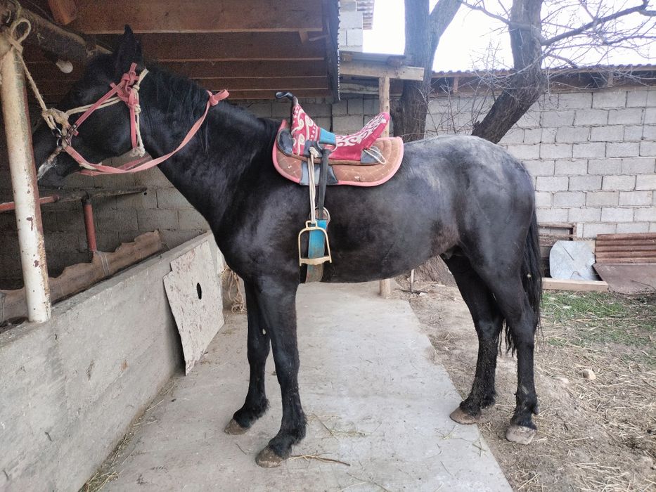 Жылқы дөнен шығар