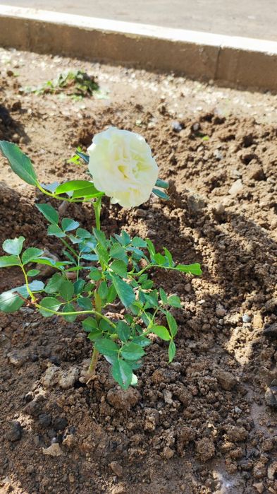 Розы с комом, разные сорта и цветов