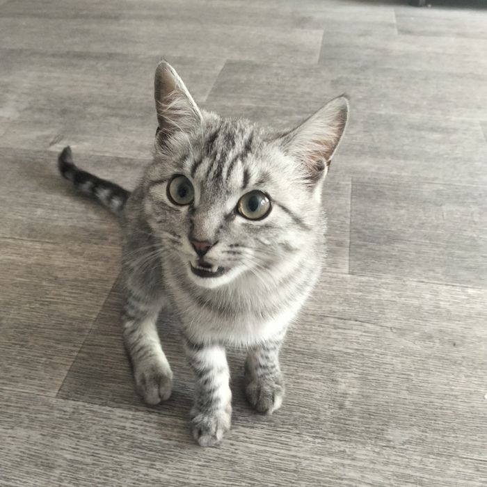Одам хорошие руки кота