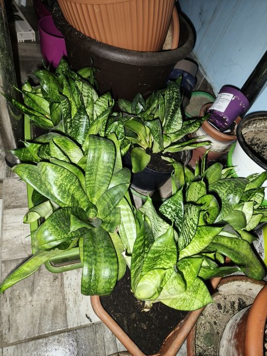Vand diferite plante