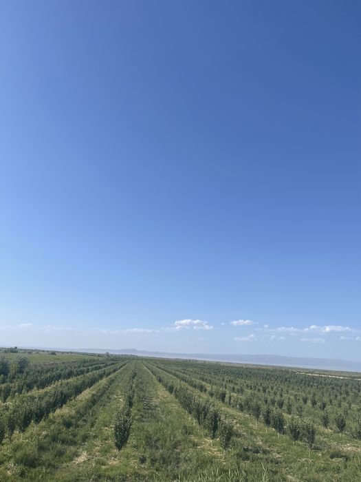 Продам землю 62 га