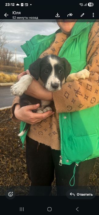 Щенок в добрые ручки Сарань