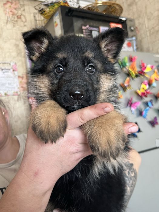 Щенки немецкой овчарки