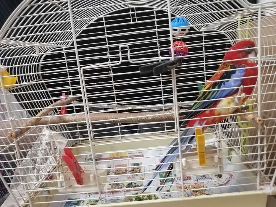 попугай Розелла красный восточный