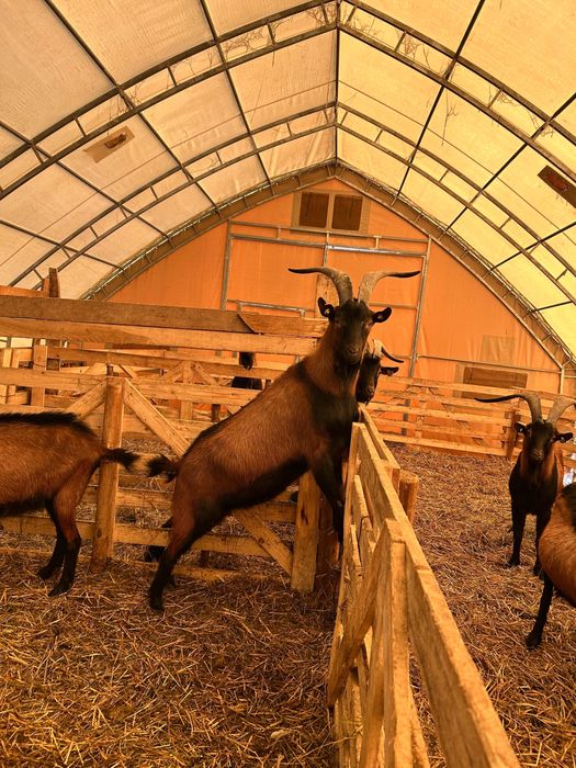 Vand 2 Tapi Alpini Francezi