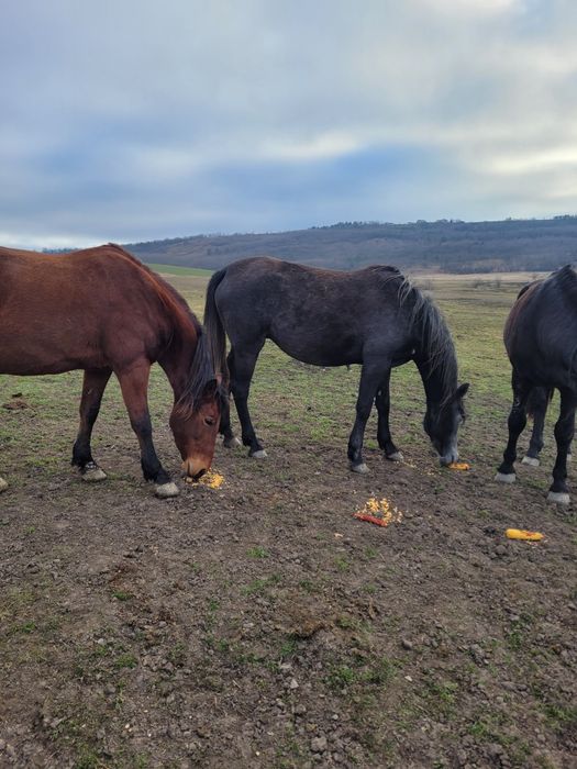 Vând caii mai multe detalii la telefon