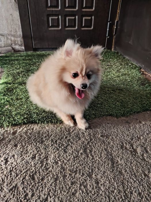 Шпиц мальчик красавчик