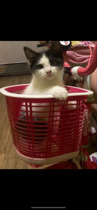 Котенок 2 месяца мальчик