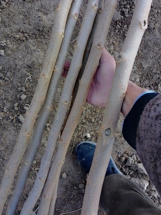 Yapon tut pavand qilingan