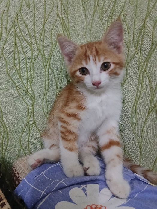 Пристраивается котенок-мальчик