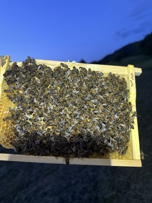 Familii de albine , roi ,mătci , anul 2026