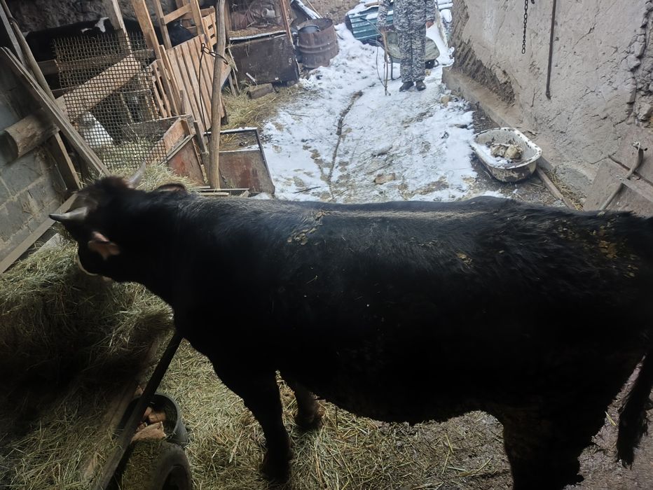 Продается бык возраст 1.8 цена 750 000