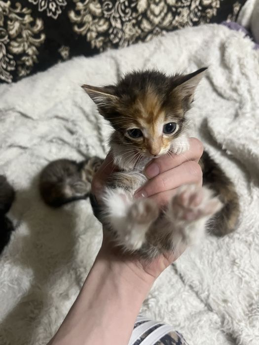Отдадим котят в добрые руки, девочки