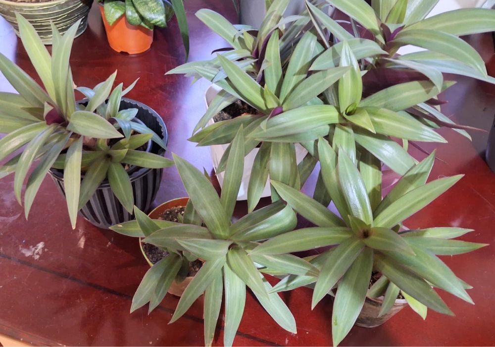 Комнатные растения