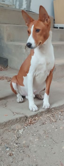 Donez cățel basenji