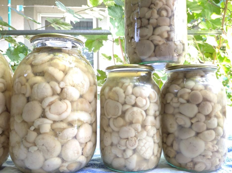 Белый горный гриб 3500