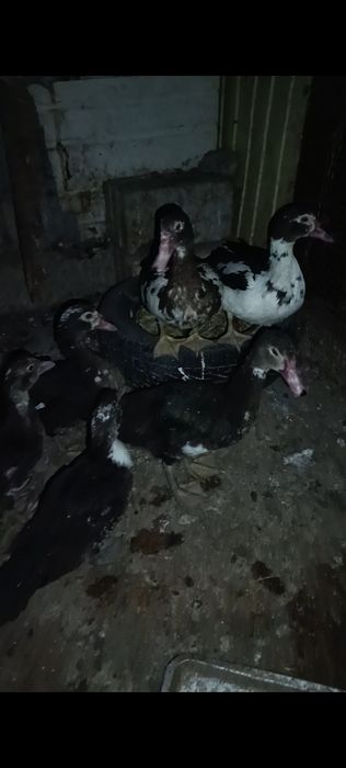 Индоутки продам срочно
