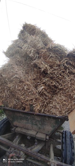 Vând baloți de paie de grâu