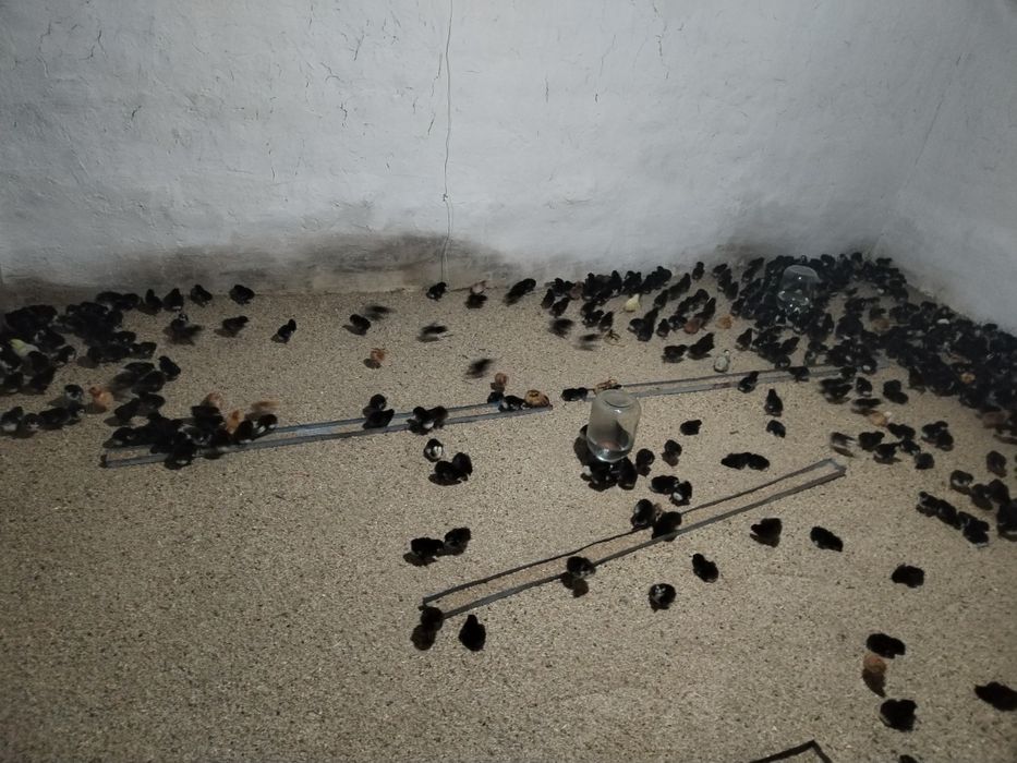 Andijon qora tovuq jojalari