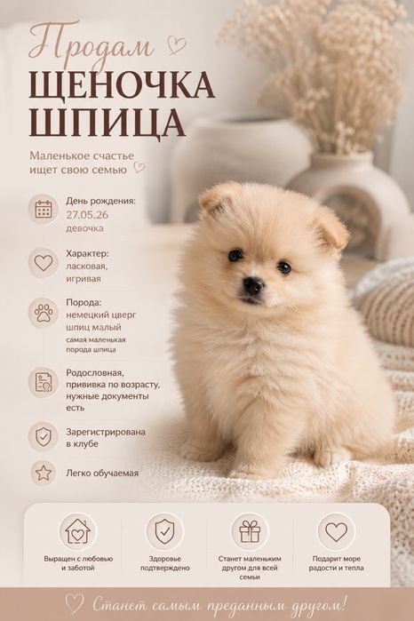 Продам щенка Немецкий шпиц (малый)
