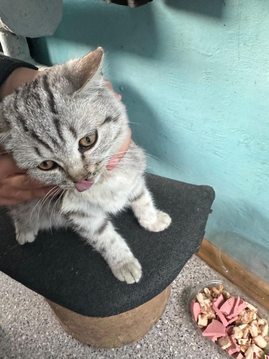 Срочно. Отдам котенка в добрые руки
