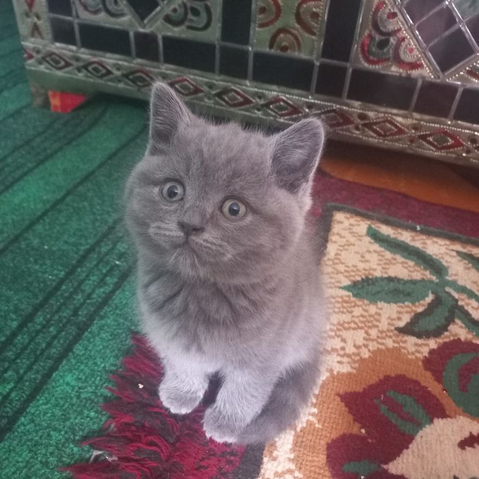 Мушук боллари сотилади