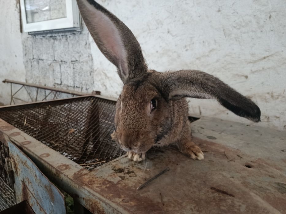 Фландр пародали куен