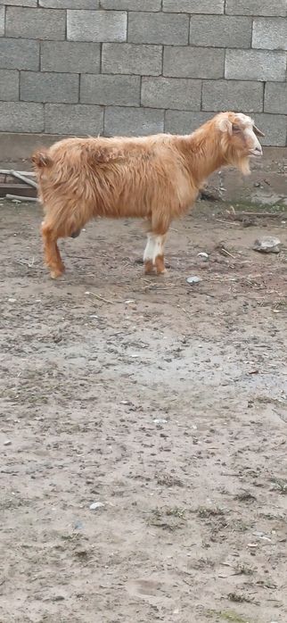 Ешкі сатылады  ешкі