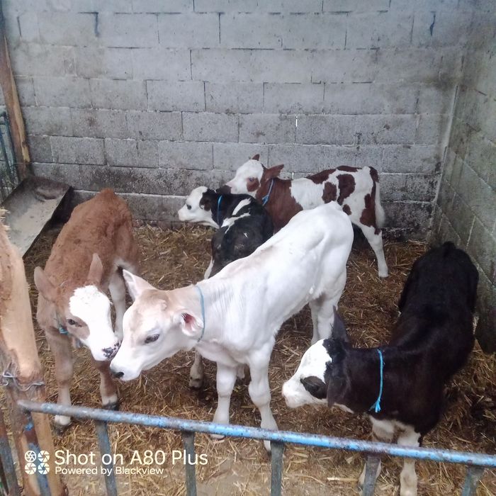 Vând 5viței de lapte