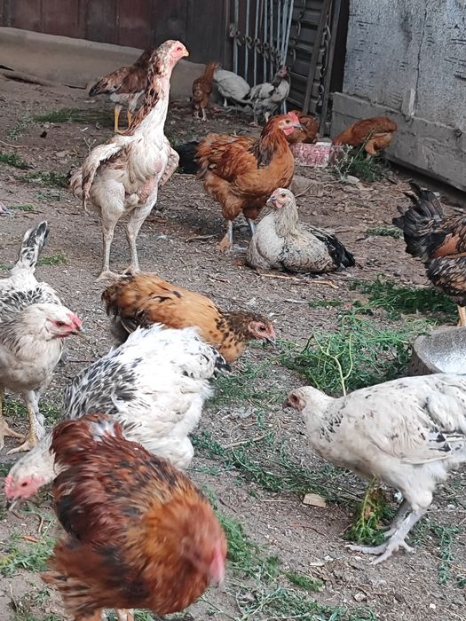 Продам домашних цыплят и курей,