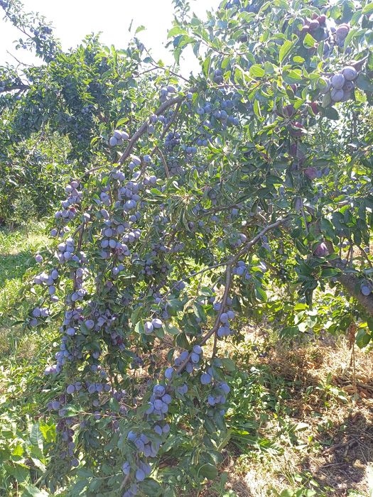 Vand prune pentru tuica-Filfani