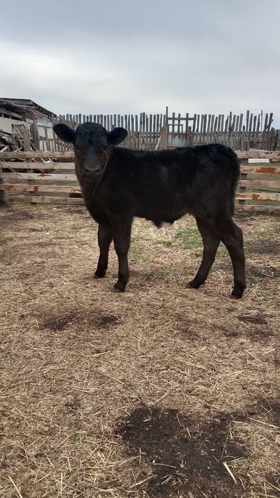 Продам тёлочку, две недели